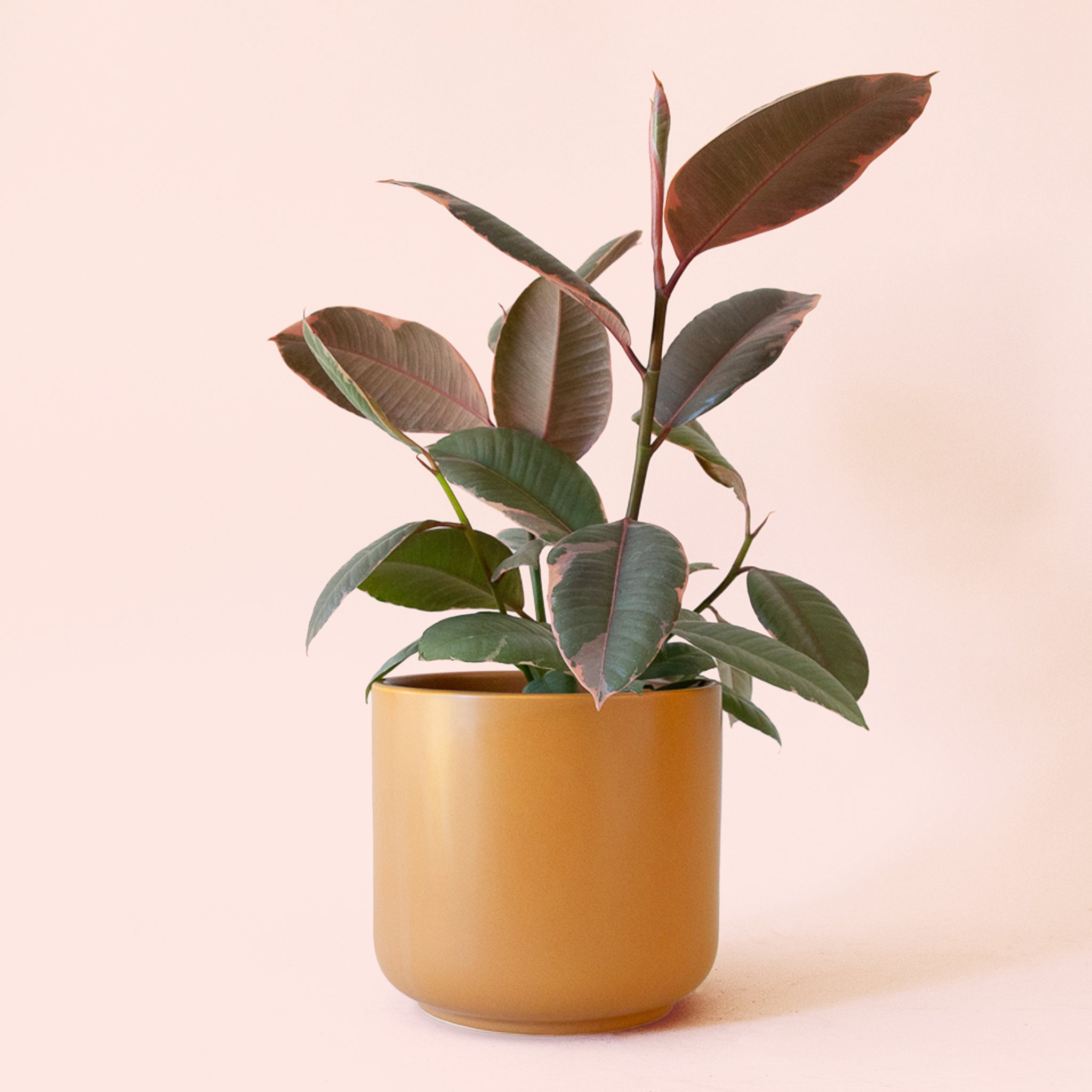 Ficus ‘Robusta’ shops 10” inch pot