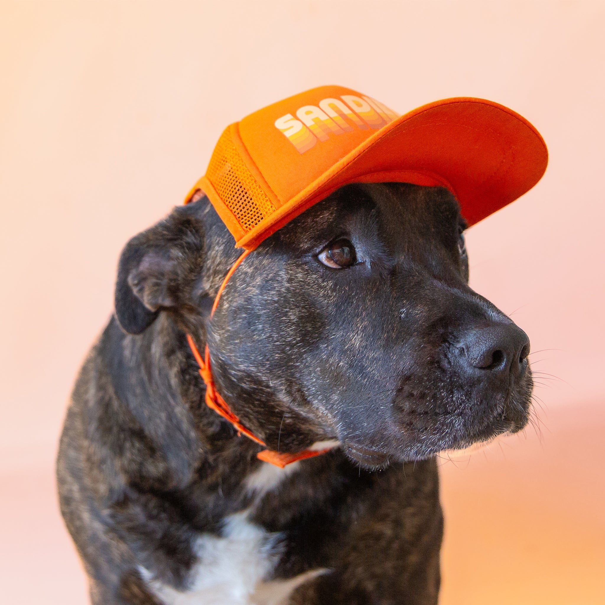 Dog trucker hat on sale