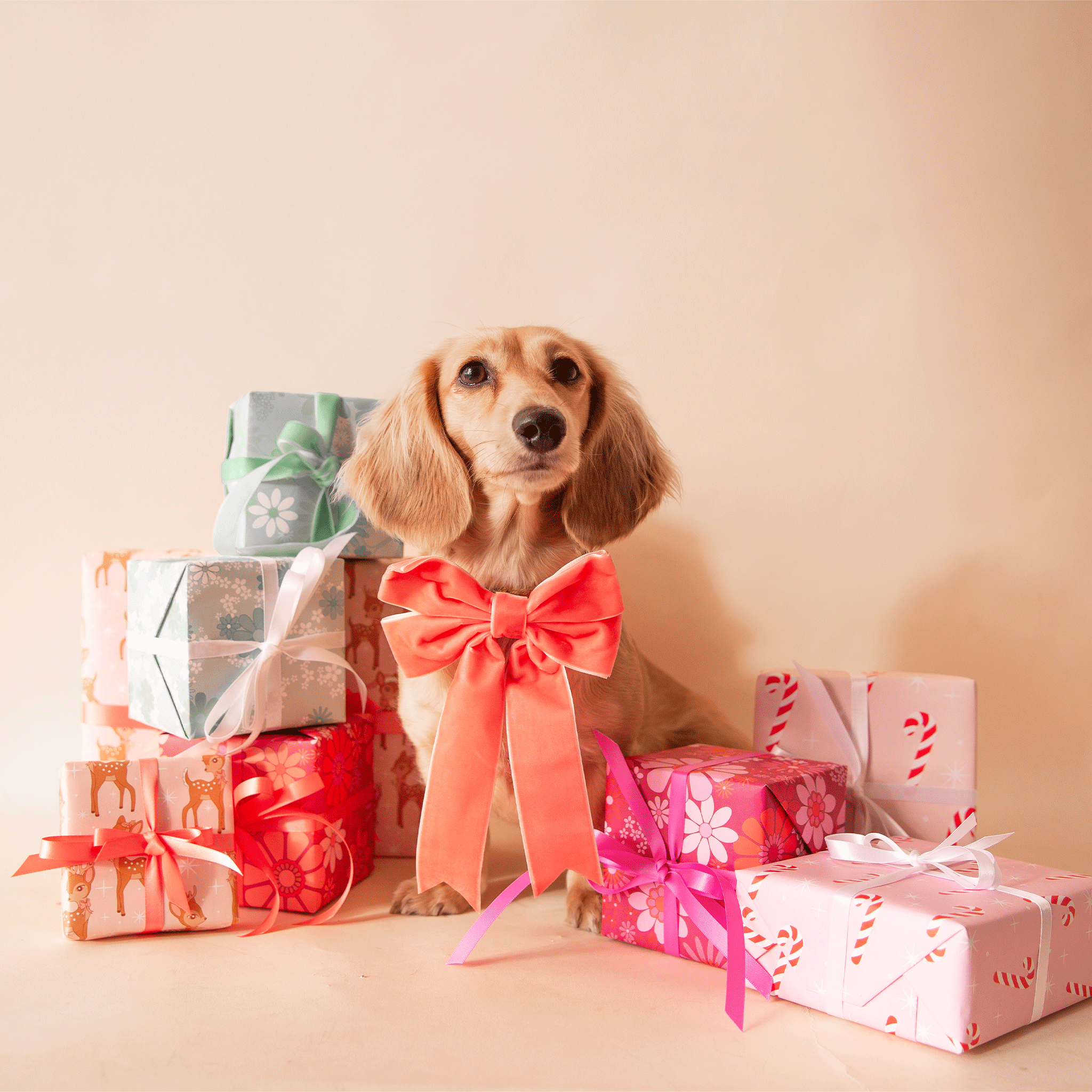 Dachshund gifts clearance next