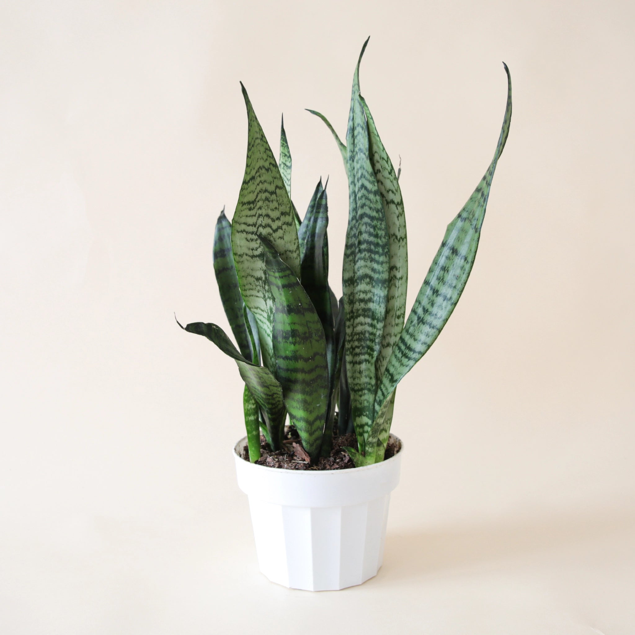 http://www.shoppigment.com/cdn/shop/files/Plants-023_sansevieria-zeylanica.webp?v=1693951738