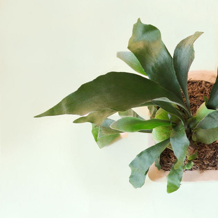 Staghorn Fern Mounting Experience – Pigment