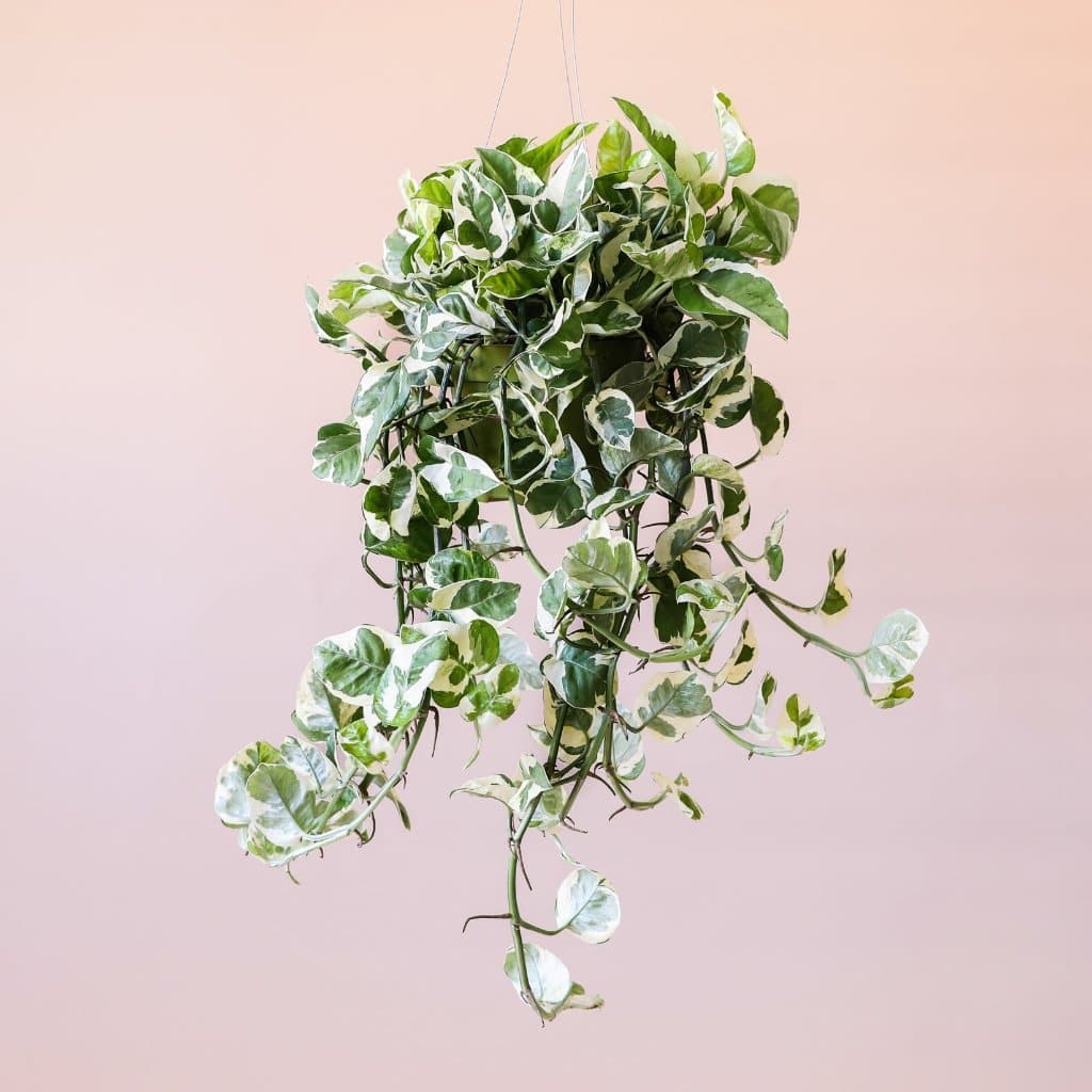 Wow! This Plant String of Pearls Will Take Your Home Decor to the