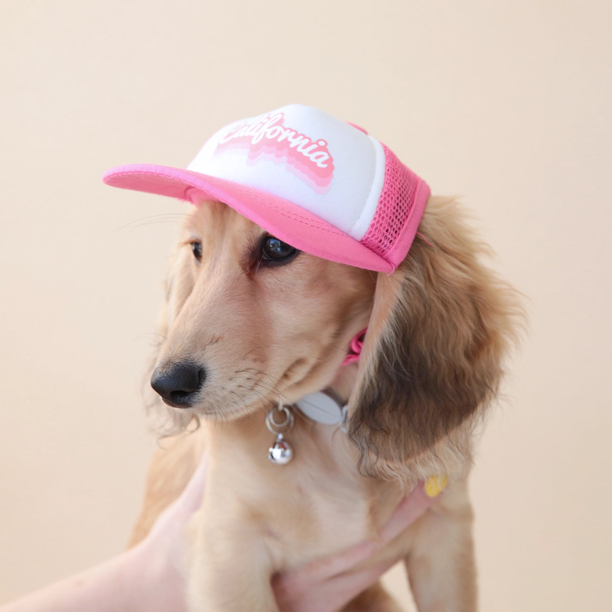 Dog Visor - Palm Tree Pink