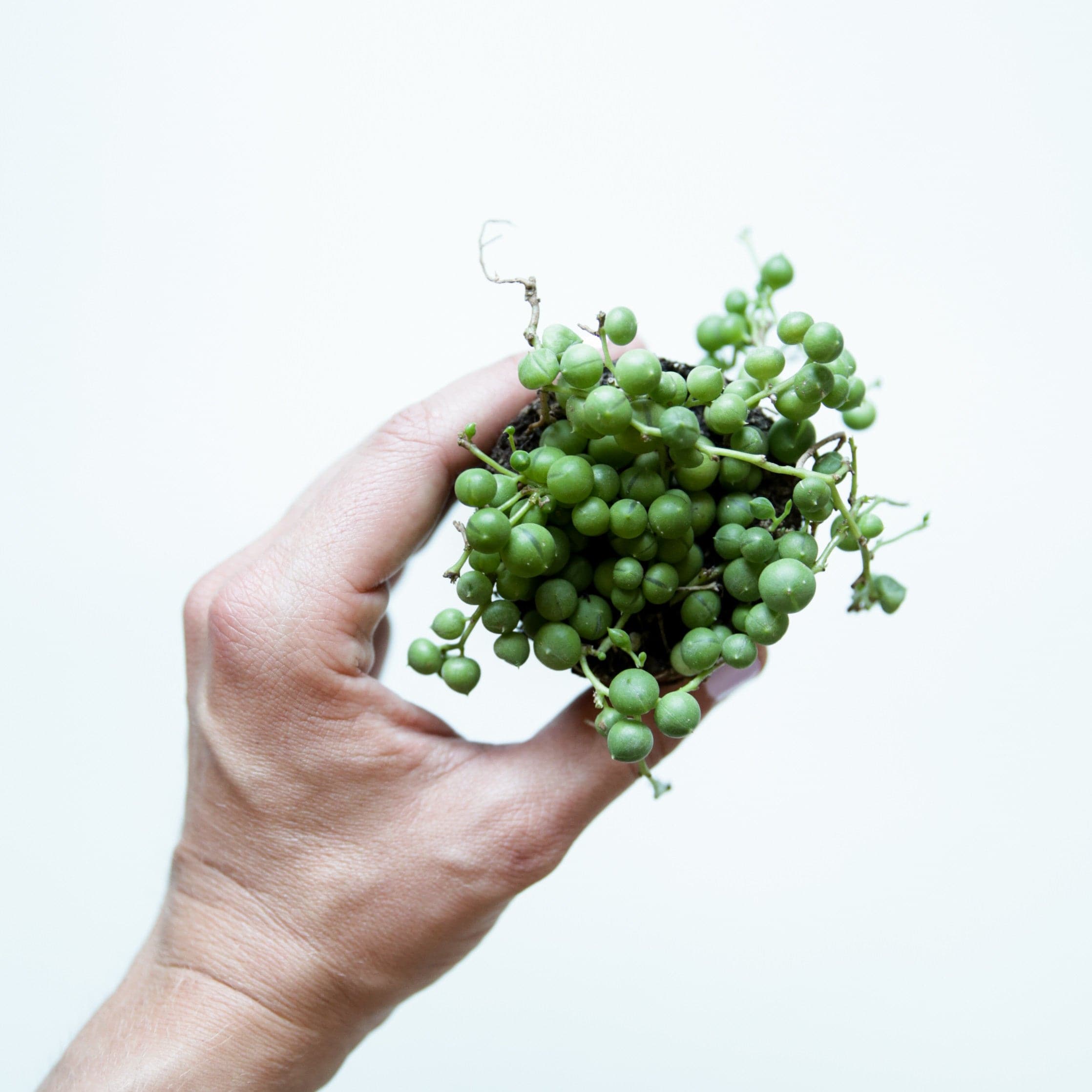 NOT DEAD YET! Rescuing My String of Pearls 