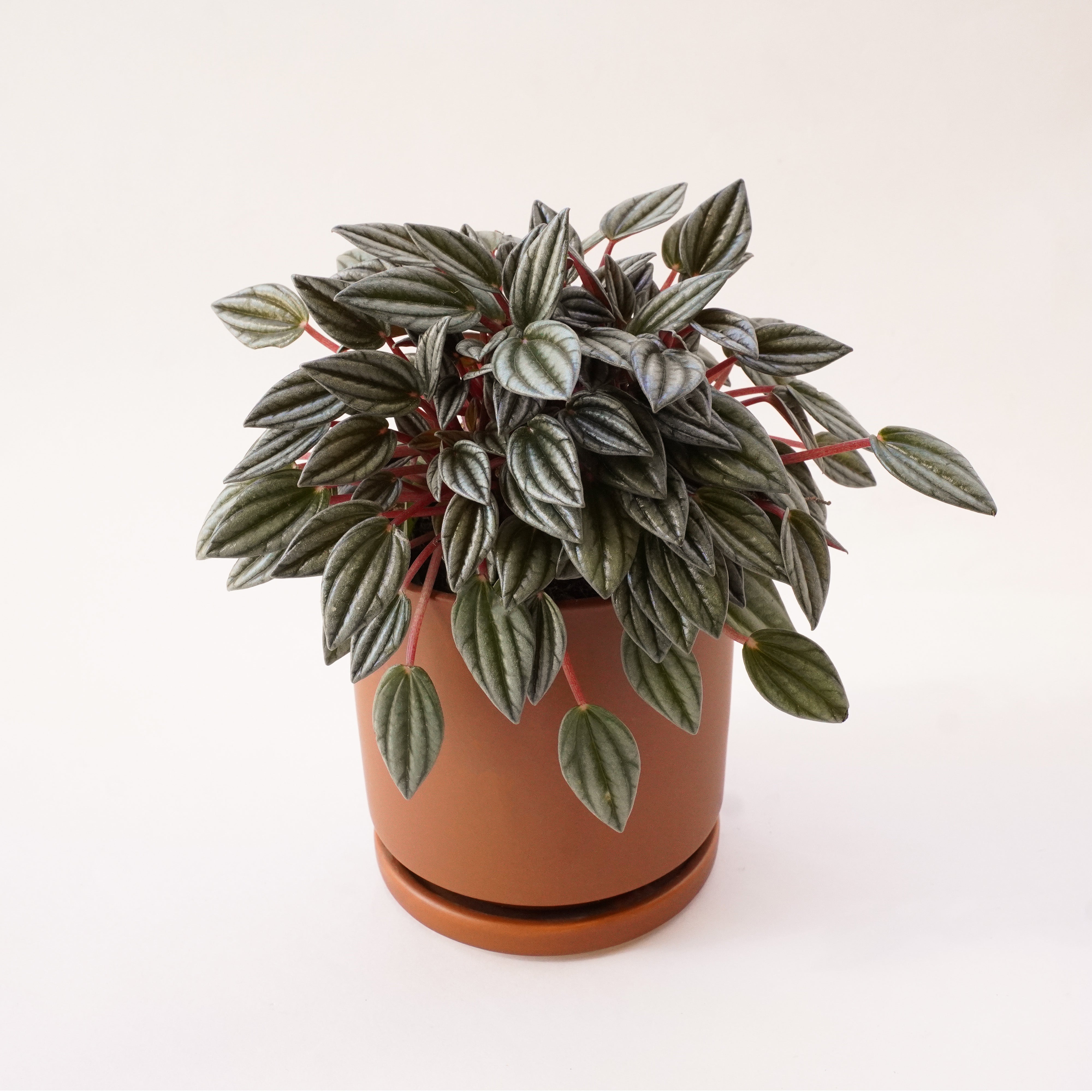 8in-10in Peperomia Red Stem