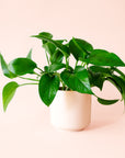 Pothos | Green