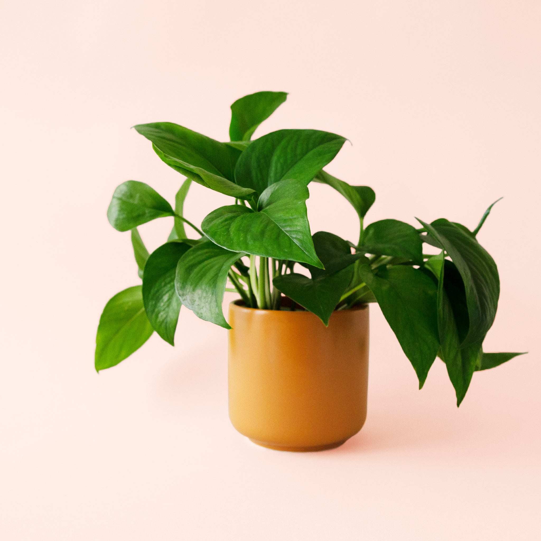 Pothos | Green