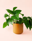 Pothos | Green