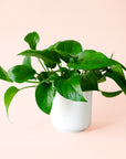 Pothos | Green