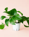 Pothos | Green