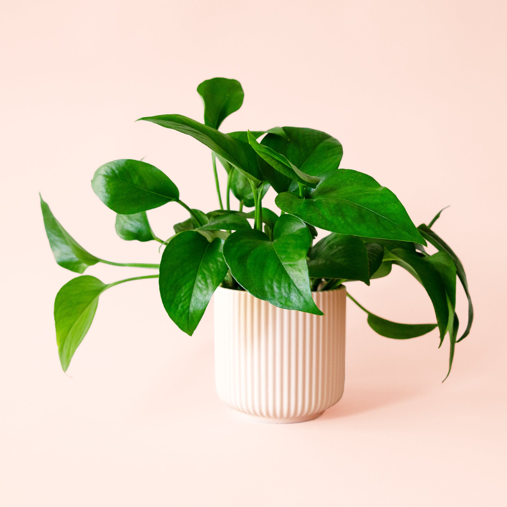 Pothos | Green