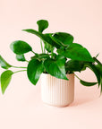 Pothos | Green