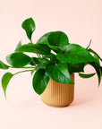 Pothos | Green