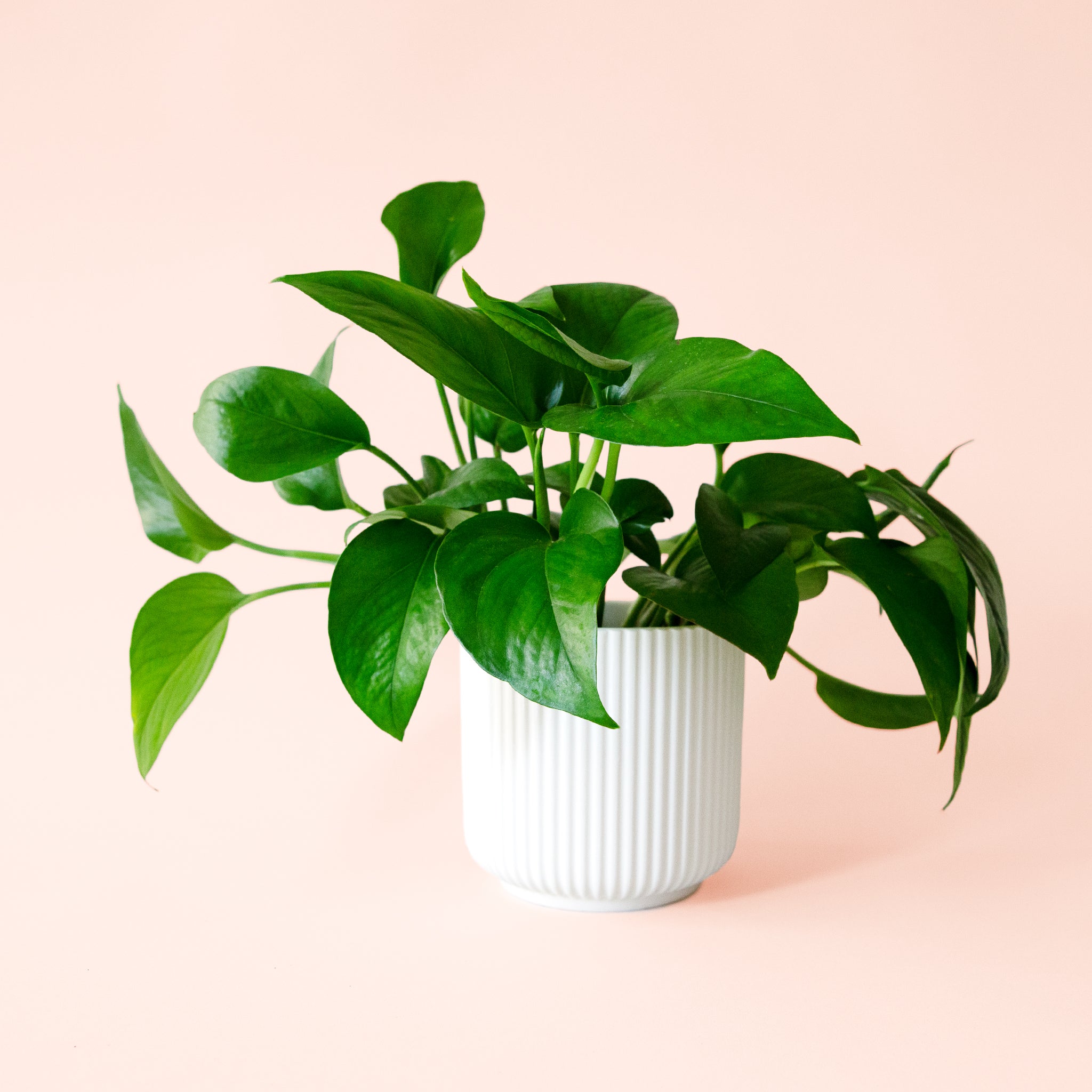 Pothos | Green