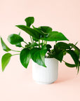 Pothos | Green