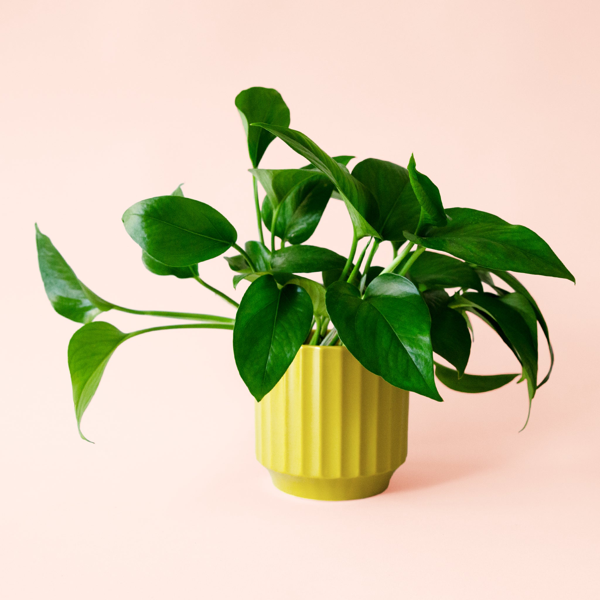 Pothos | Green