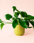 Pothos | Green