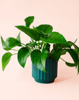 Pothos | Green