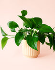 Pothos | Green