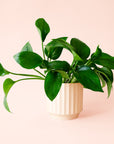 Pothos | Green