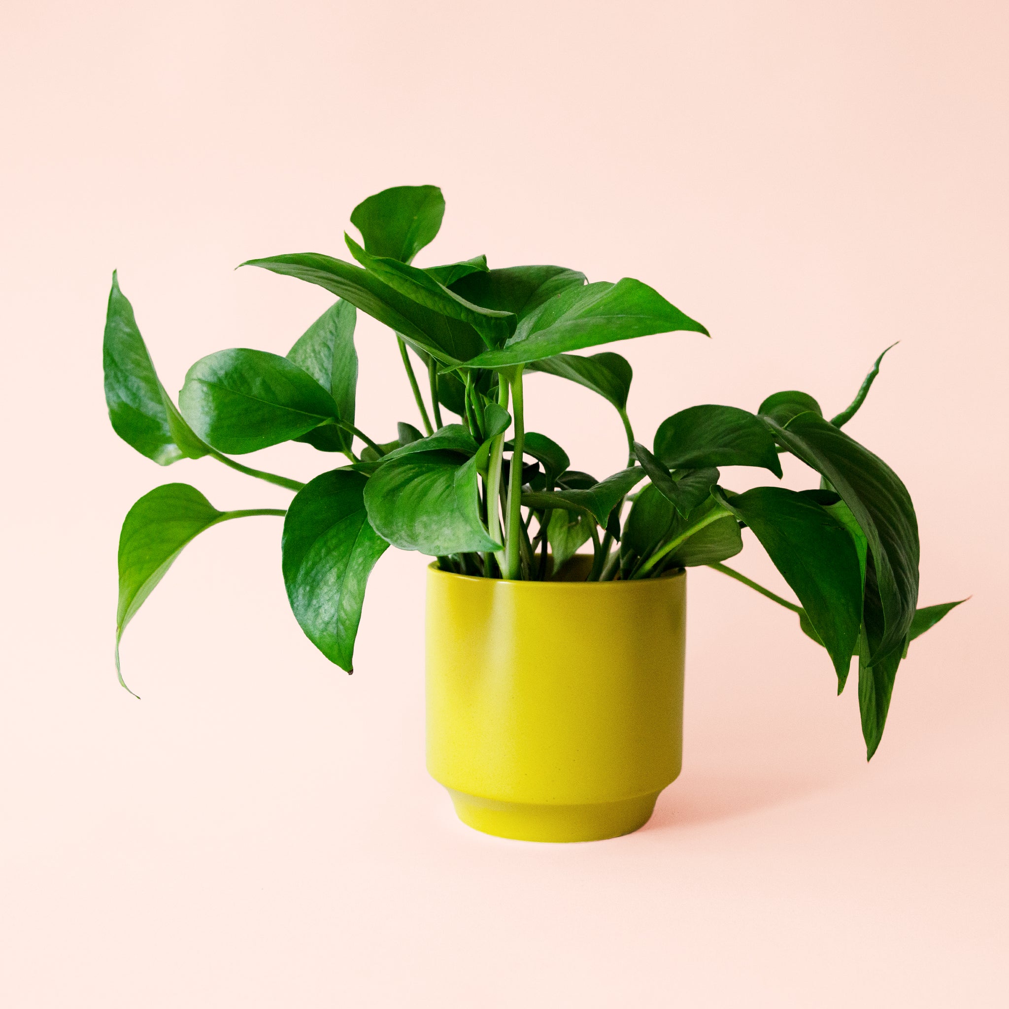 Pothos | Green