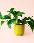 Pothos | Green