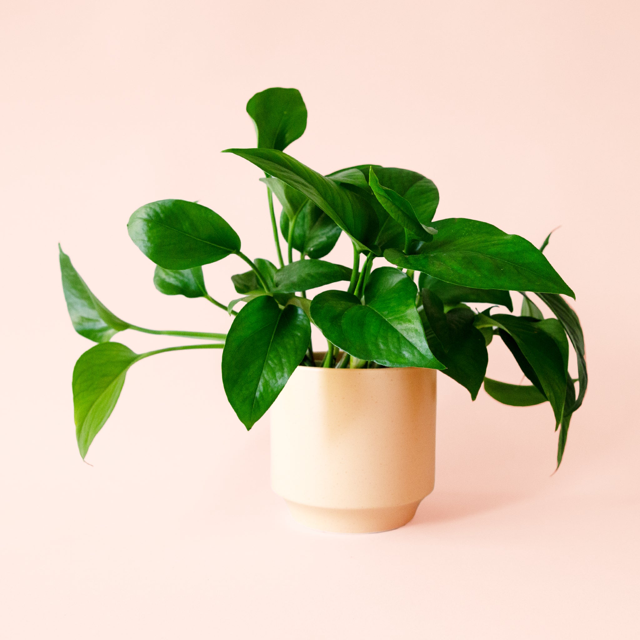 Pothos | Green