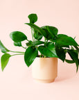 Pothos | Green