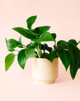 Pothos | Green