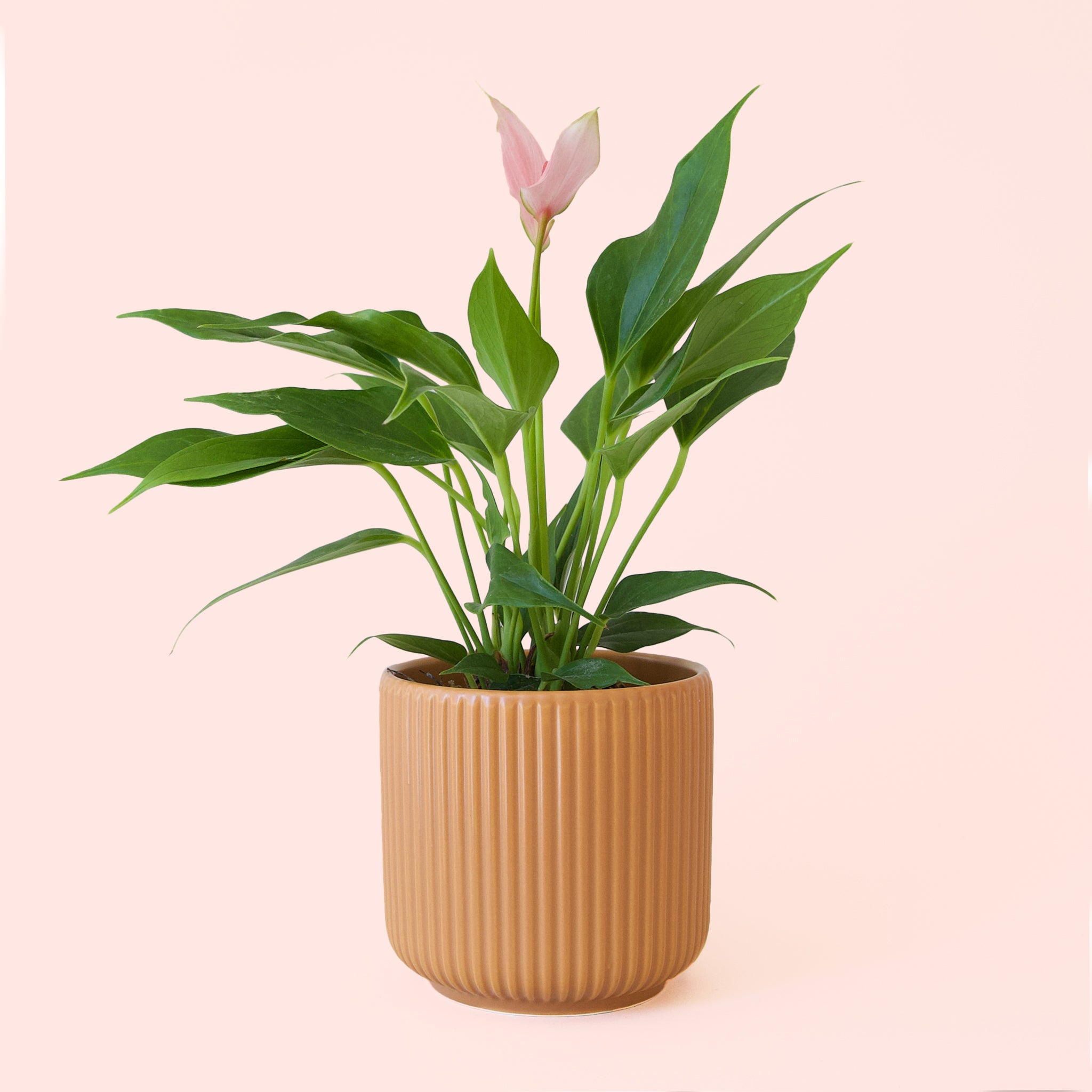 Anthurium | Lilli