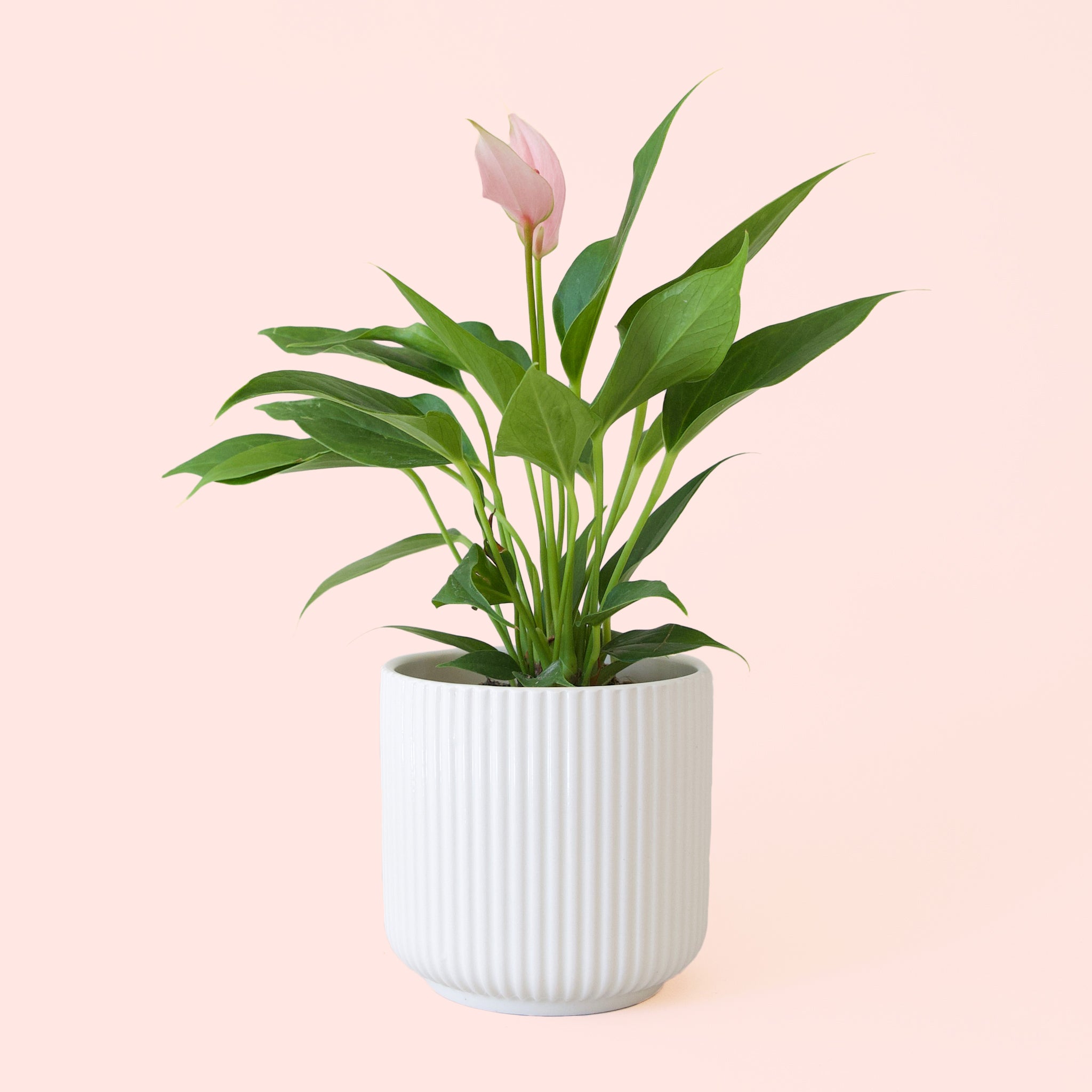 Anthurium | Lilli