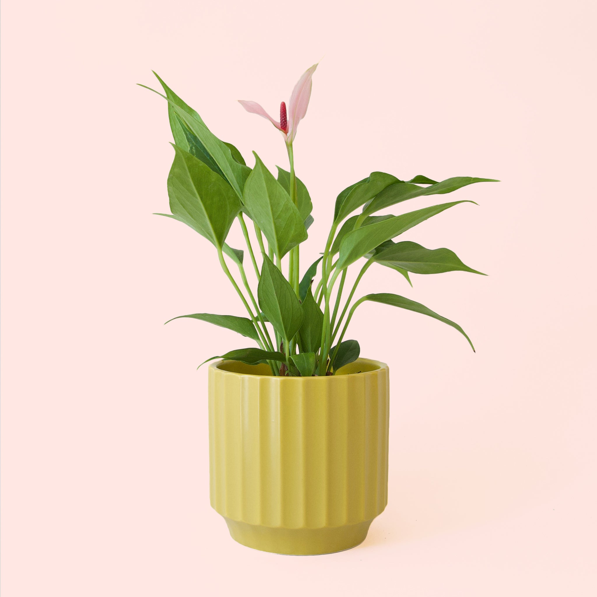 Anthurium | Lilli