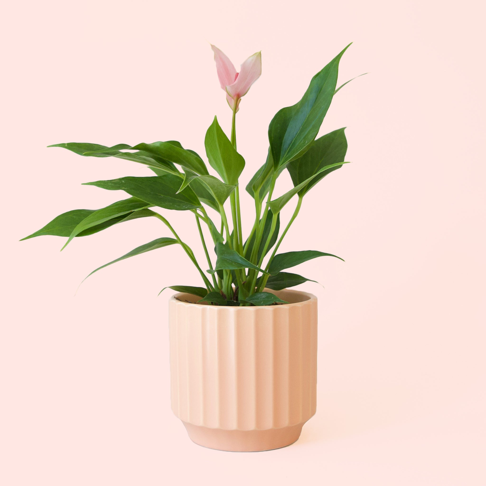 Anthurium | Lilli