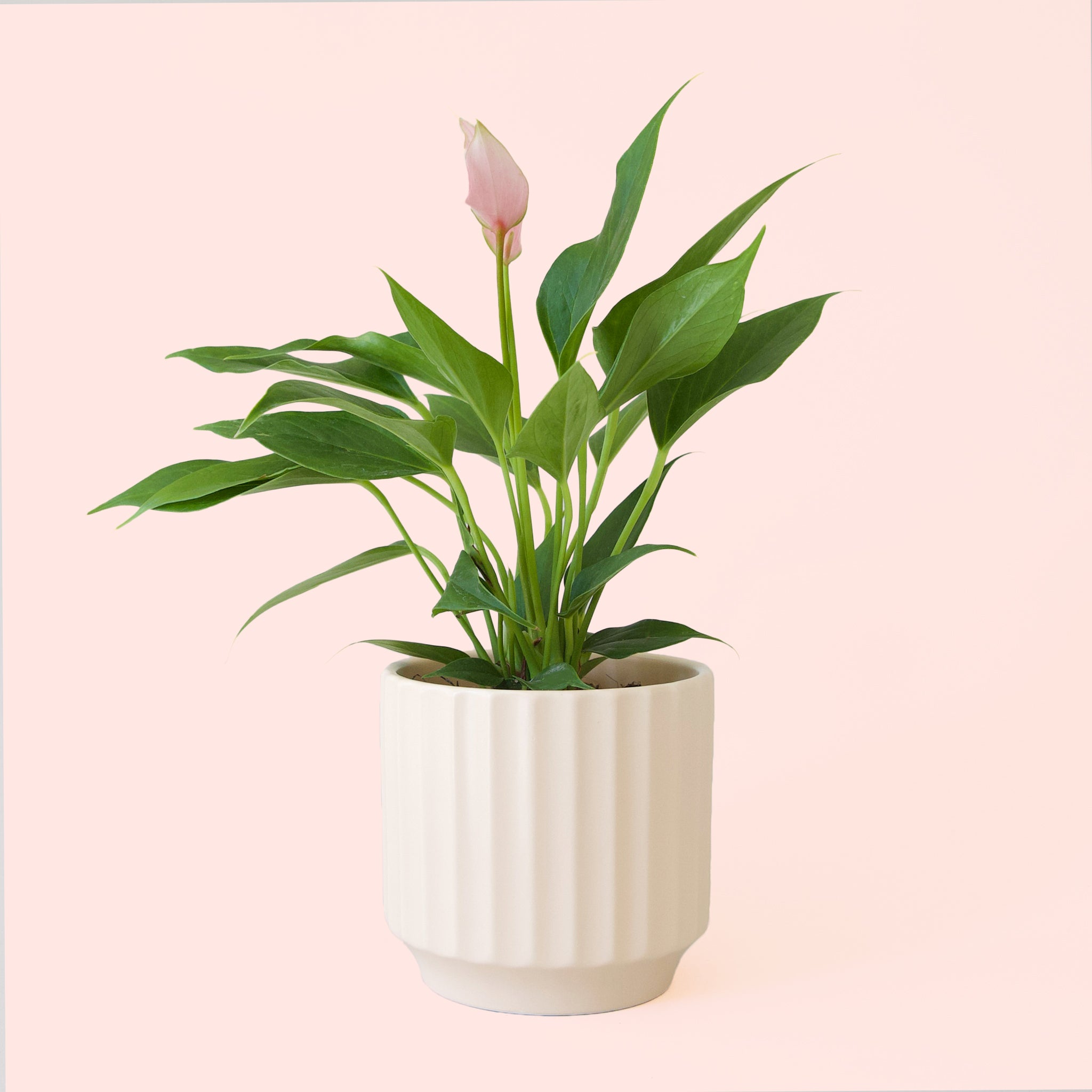 Anthurium | Lilli