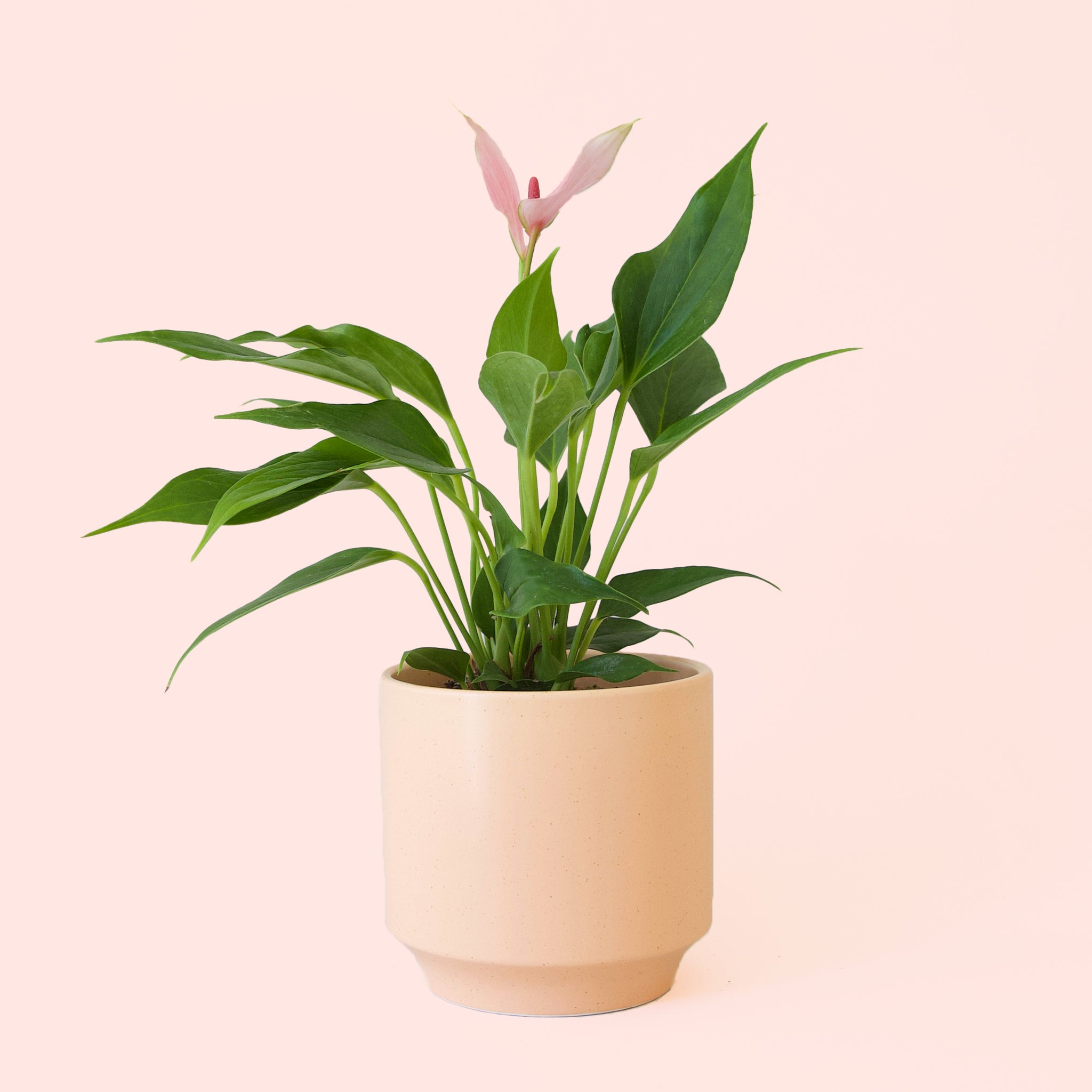 Anthurium | Lilli