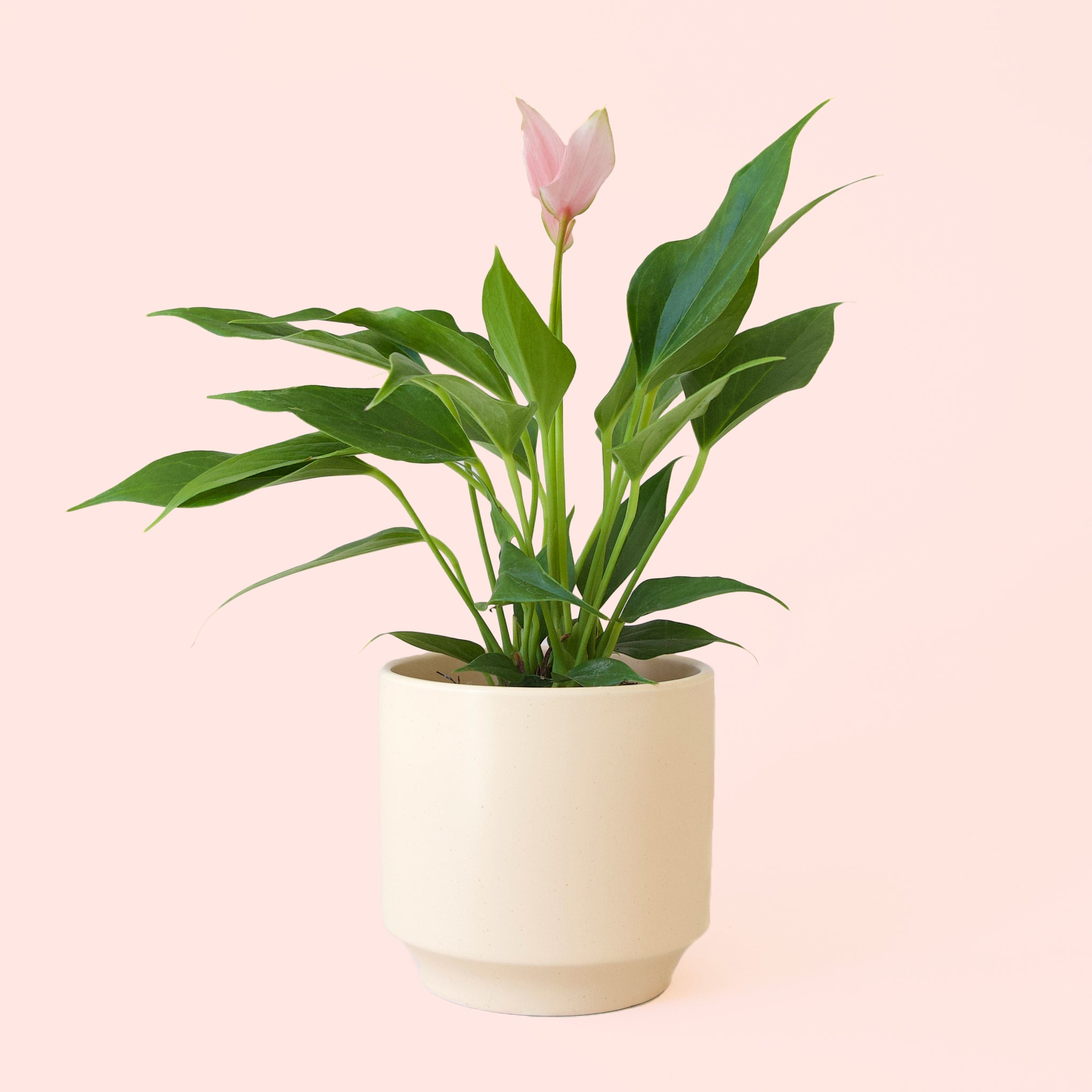 Anthurium | Lilli