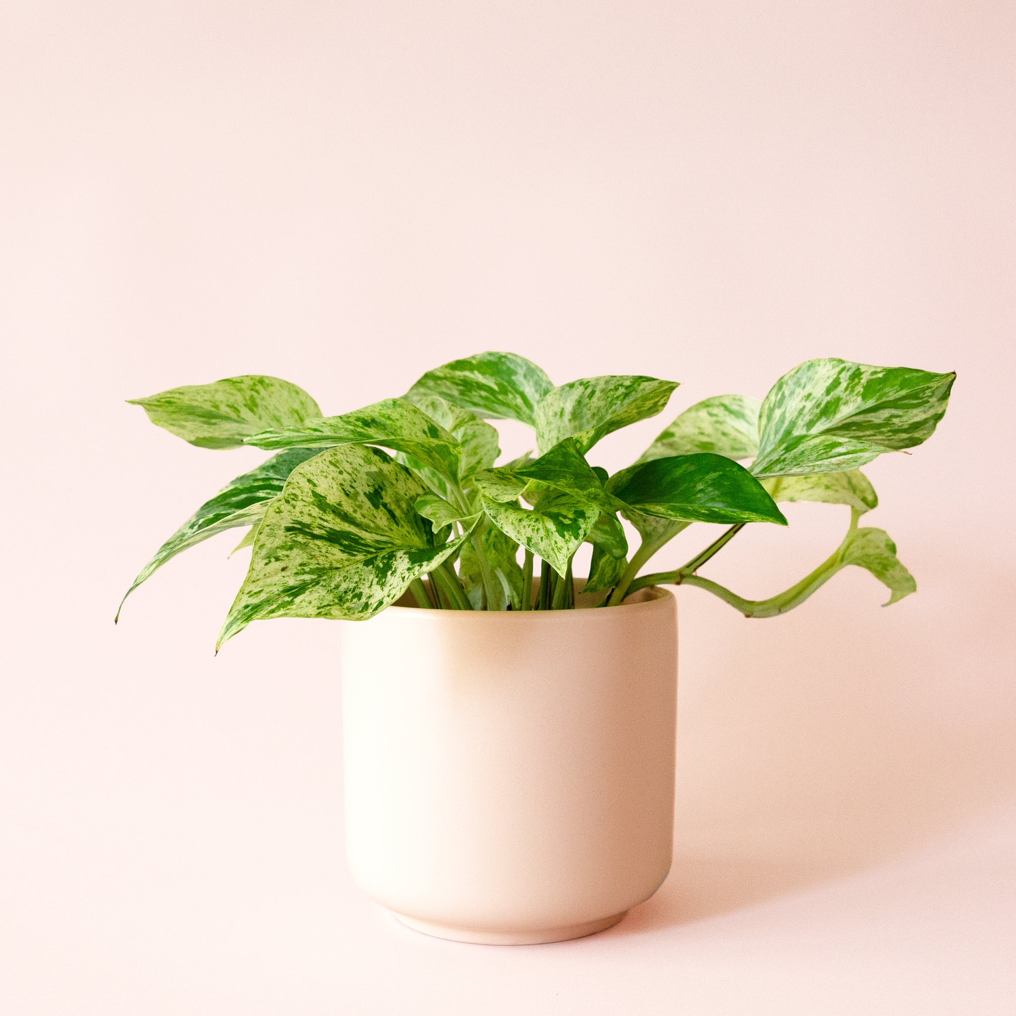 Pothos | Marble Queen