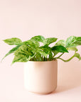 Pothos | Marble Queen