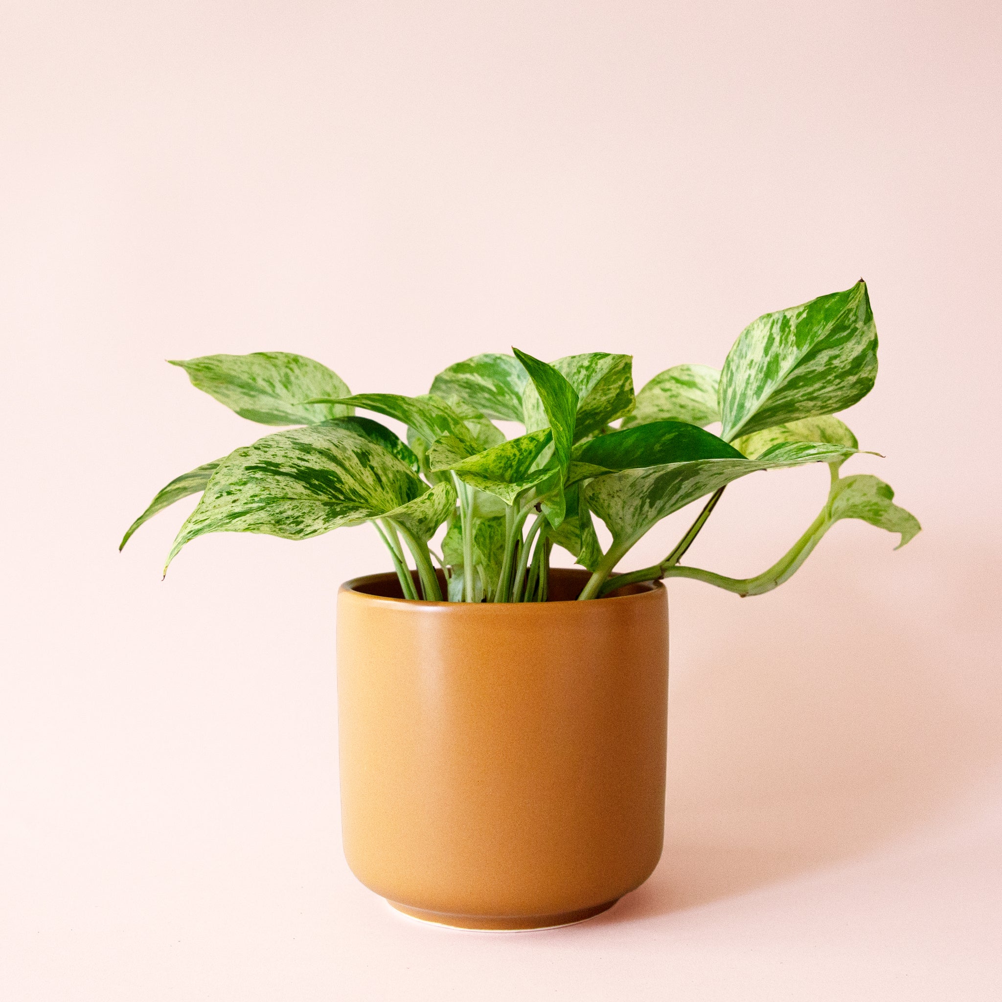 Pothos | Marble Queen