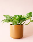 Pothos | Marble Queen