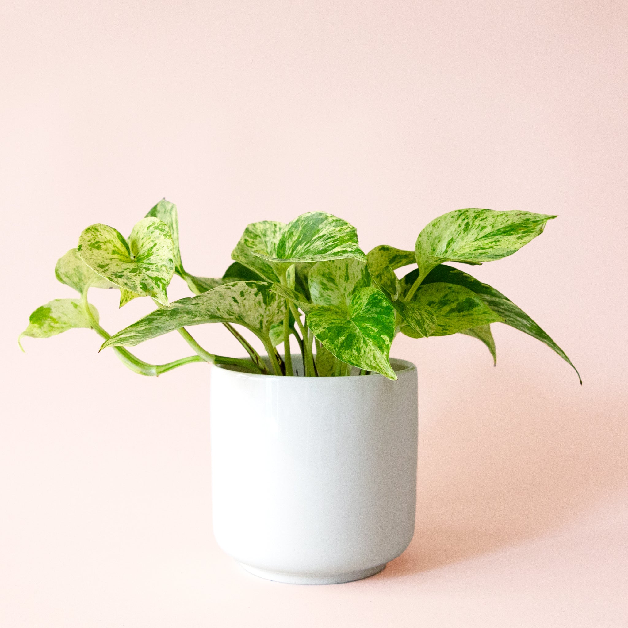 Pothos | Marble Queen