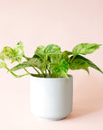 Pothos | Marble Queen