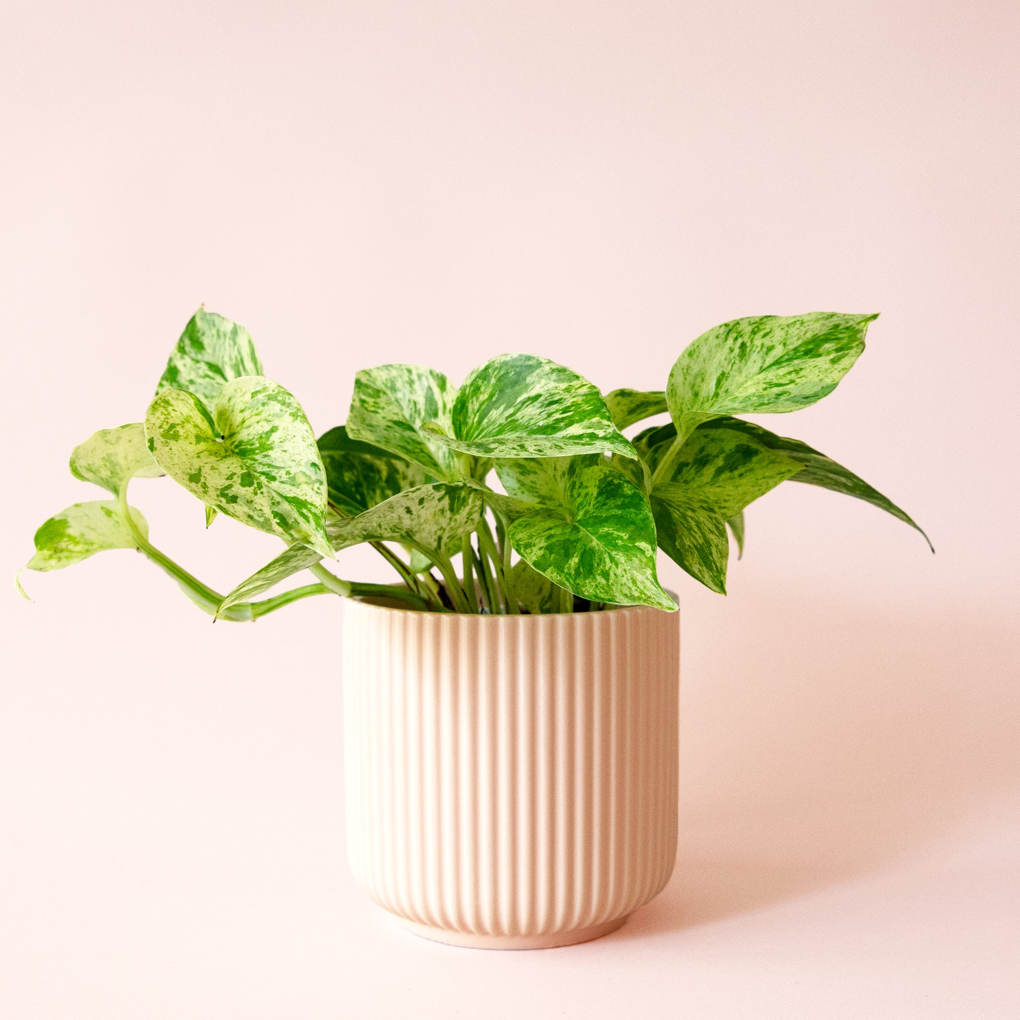 Pothos | Marble Queen