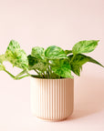 Pothos | Marble Queen