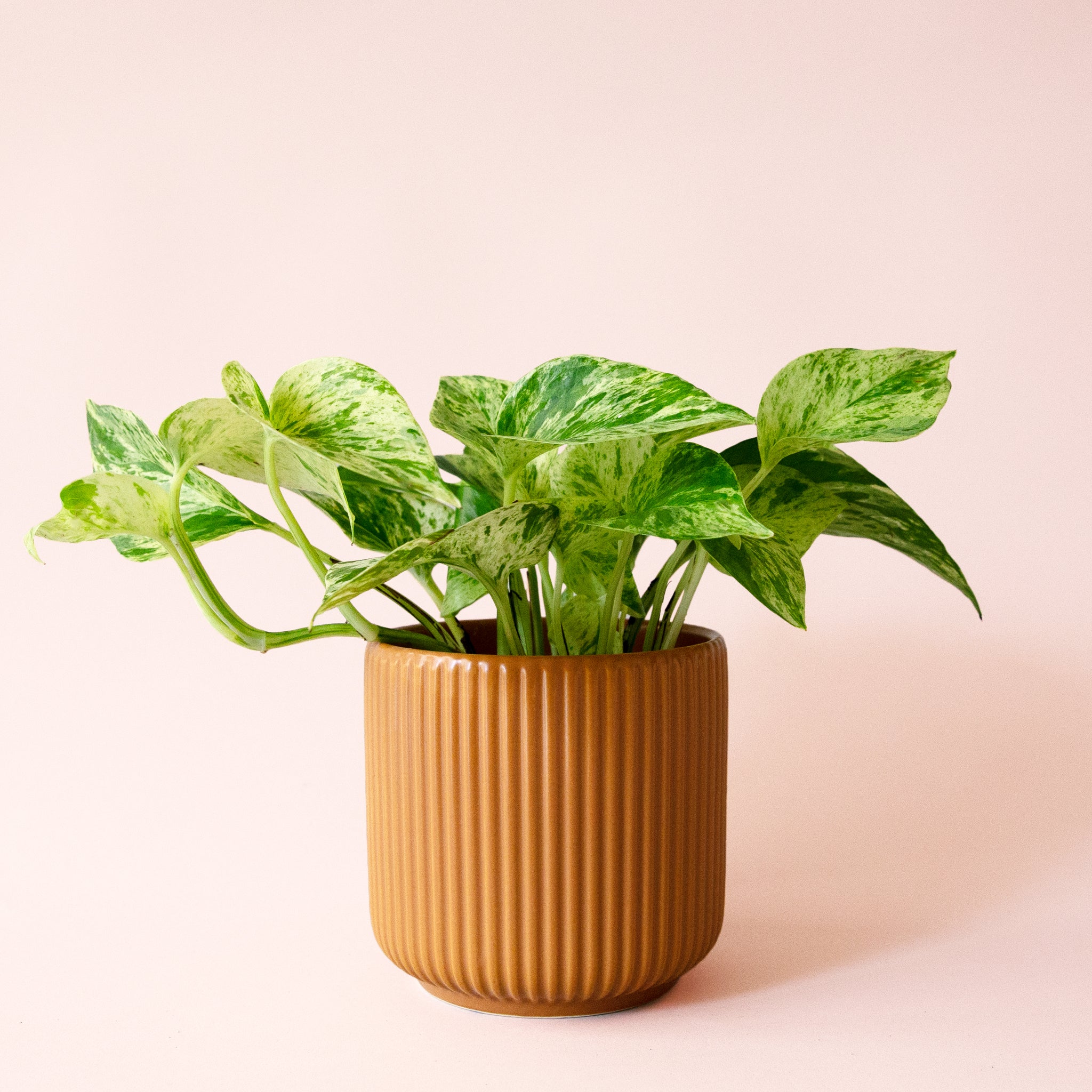 Pothos | Marble Queen