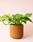 Pothos | Marble Queen