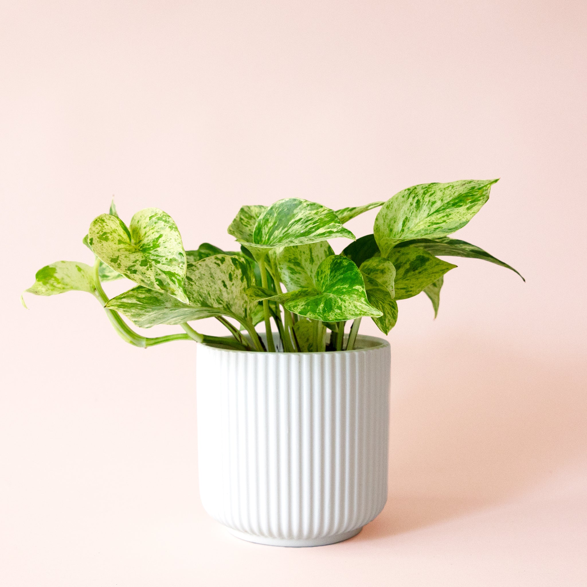 Pothos | Marble Queen