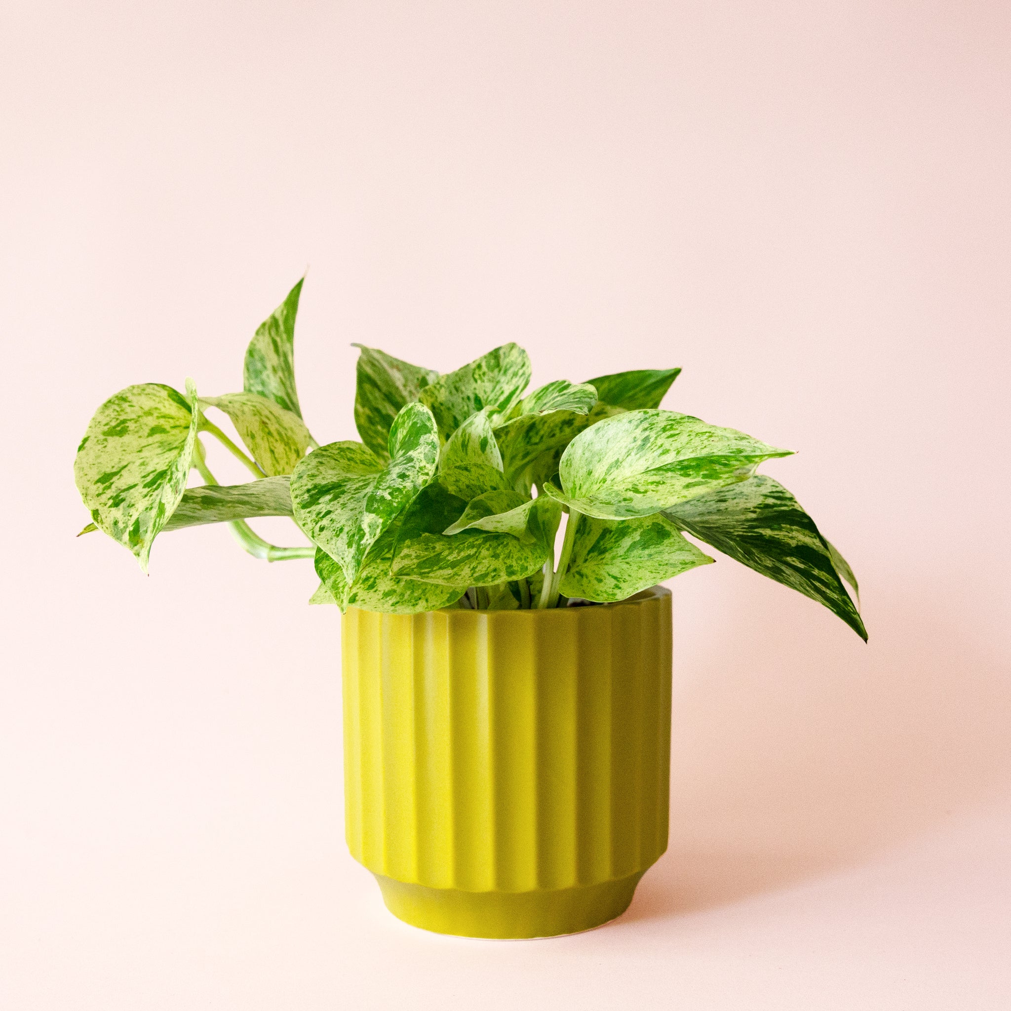 Pothos | Marble Queen