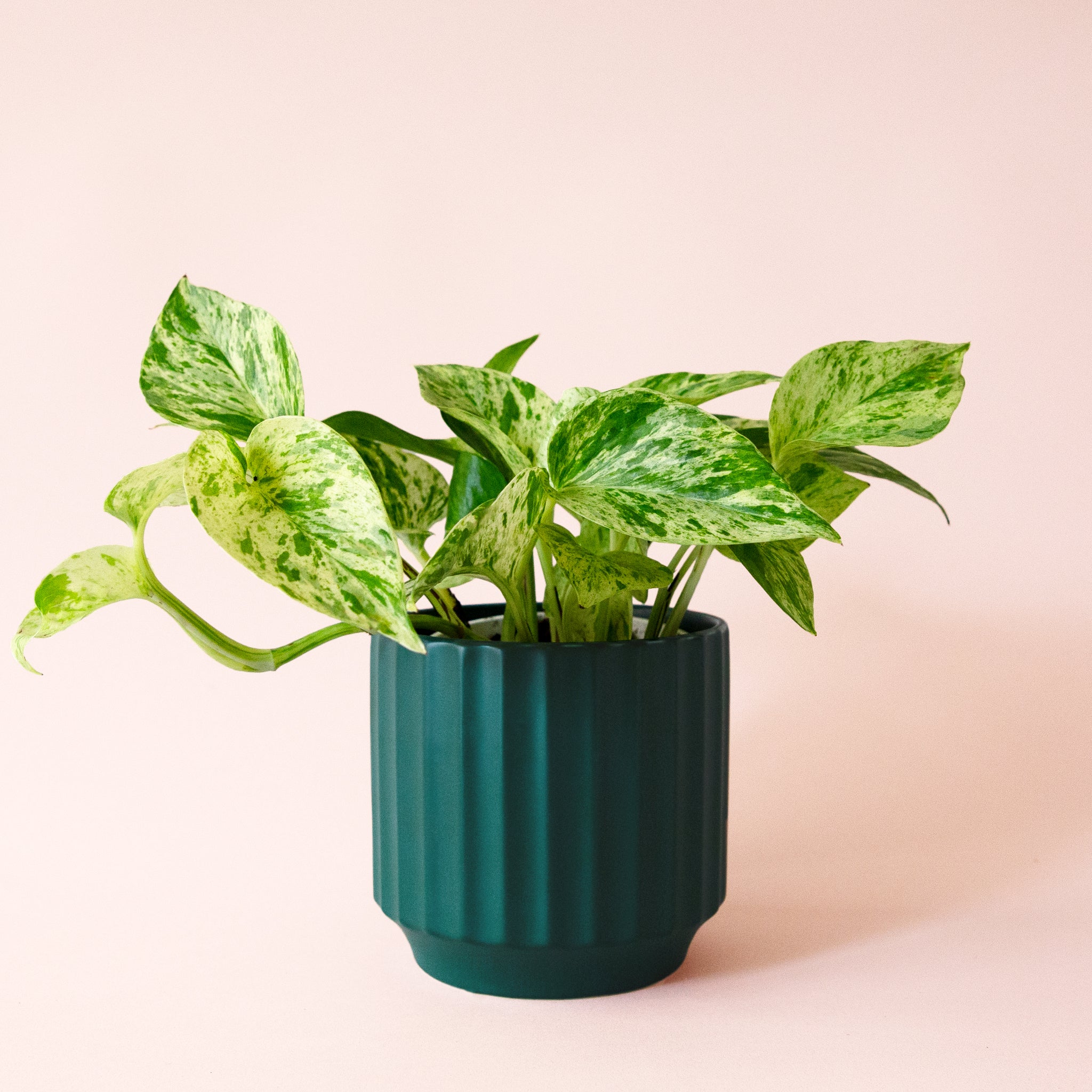 Pothos | Marble Queen