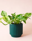 Pothos | Marble Queen